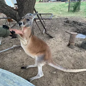 Corella Creek Country Farm Bed & Breakfast